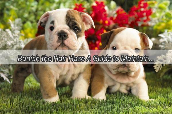 Banish the Hair Haze A Guide to Maintaining a FurFree Water Bowl for Your Pooch